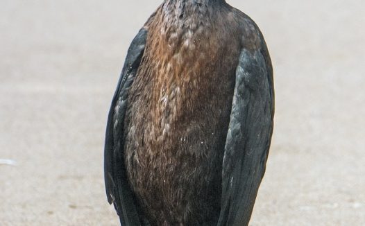 站在海滩上的野生鸬鹚图片