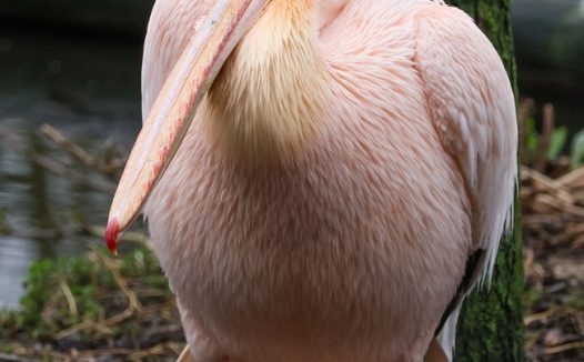 野生粉色鹈鹕摄影图片