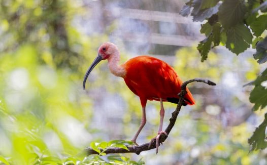 站在树枝上的美洲红鹮图片