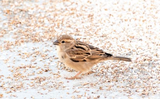 麻雀谷物喂养图片