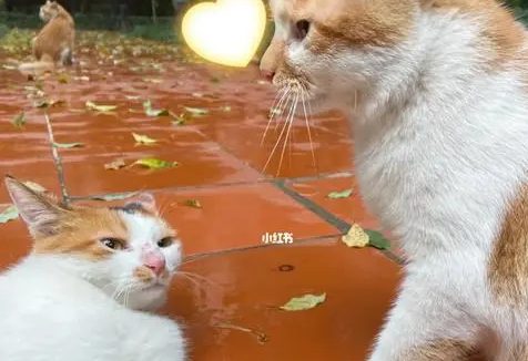 猫咪最怕水进耳朵里 | 帮喵星人洗澡，怕它耳朵会进水，于是想到用这方法