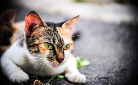 匍匐在地上的狸花猫图片