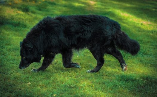 草地上黑色狗图片