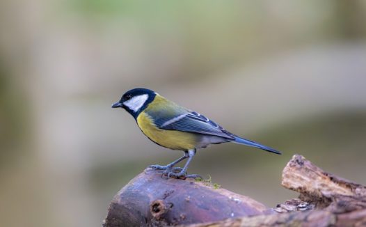 黄腹大山雀摄影图片