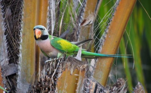 绿色小鹦鹉图片