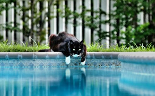 泳池玩耍的黑色小猫咪图片