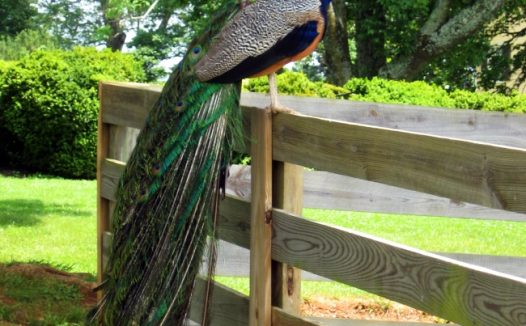 长尾羽毛孔雀图片