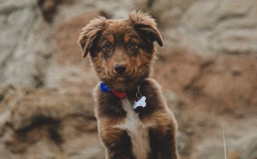 深棕色狗狗图片