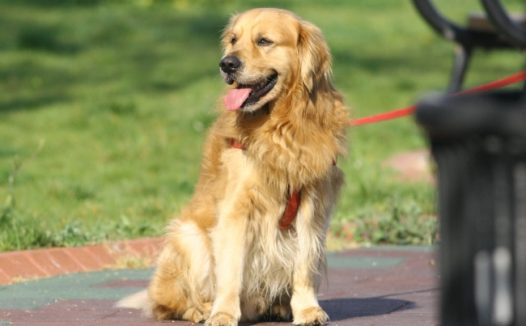 漂亮的金毛寻回犬图片