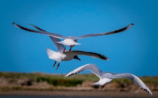 自由飞翔的海鸥图片