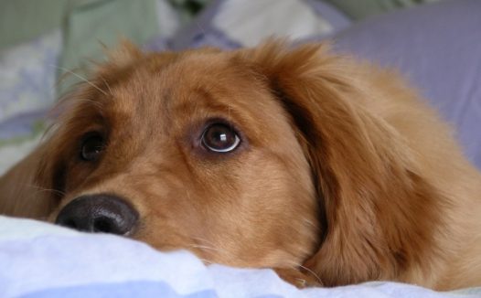 纯种美系金毛犬图片