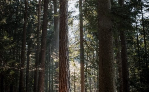 边牧牧羊犬狗狗图片