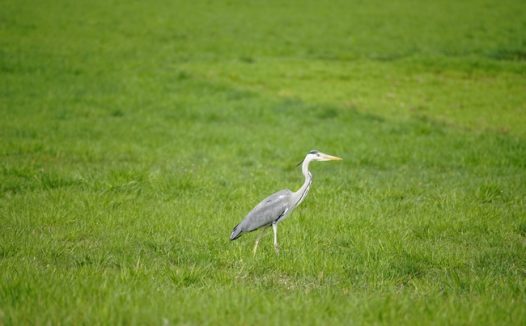 绿色草地上站立的苍鹭摄影图片