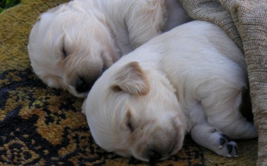 熟睡小狗可爱图片