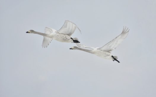 两只大雁南飞图片