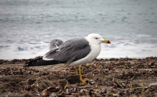 海边休憩海鸥图片