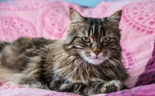 可爱萌宠缅因库恩猫摄影图片