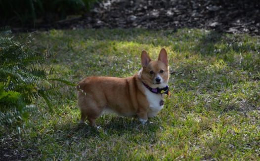 短腿柯基犬图片