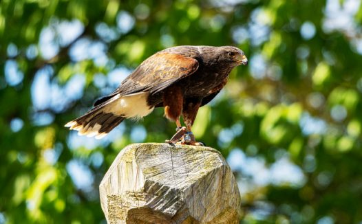 站在石头上的沙漠秃鹰图片