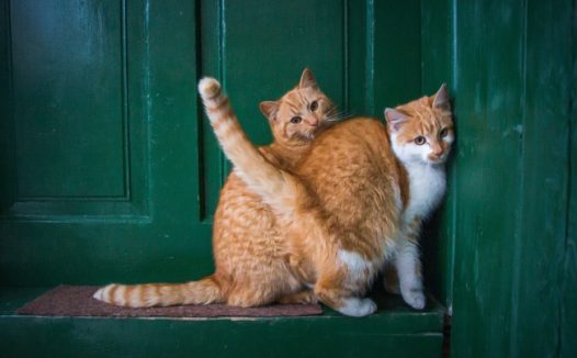 两只小猫相互依偎图片