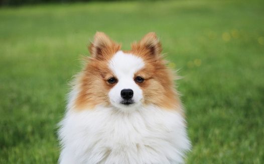 俏皮可爱萌狗狗图片