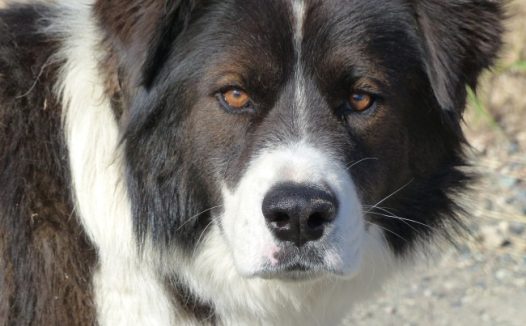 可爱狗狗肖像图片