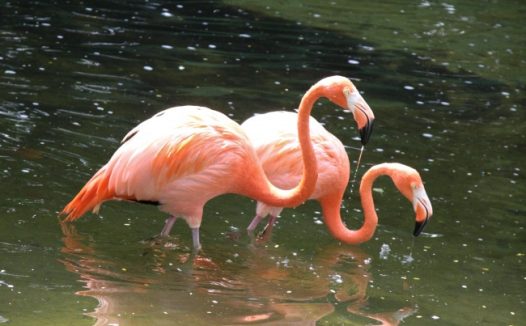 池水中两只火烈鸟图片