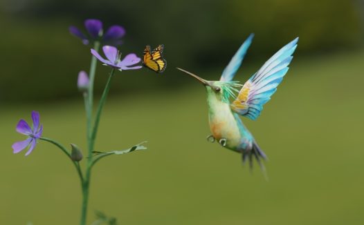 蝴蝶与蓝喉蜂虎摄影图片