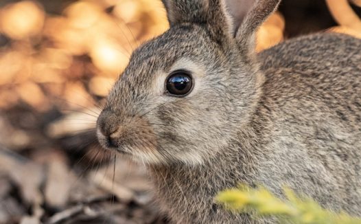 高清灰色小野兔图片