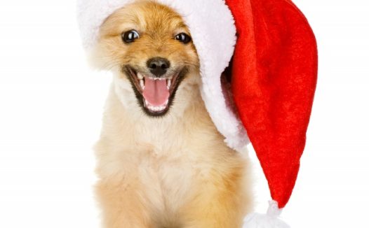 可爱圣诞狗狗图片