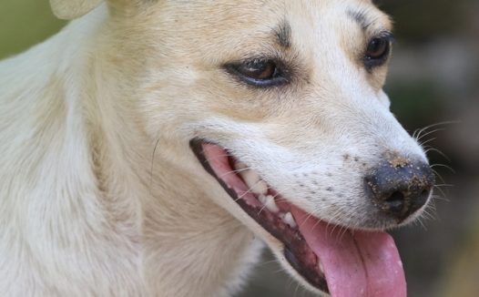 家养宠物犬图片