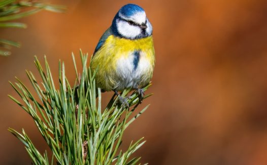 站在松枝叶上的蓝冠山雀图片
