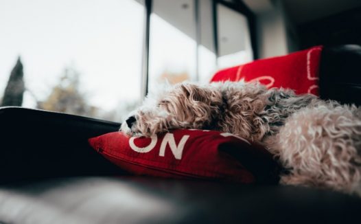 乖巧睡觉狗狗图片