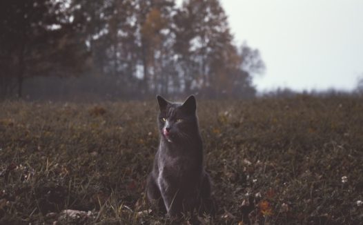 冷艳高贵黑猫图片