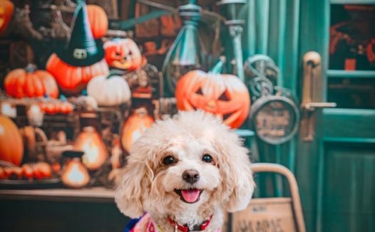 万圣节可爱贵宾犬萌宠写真图片