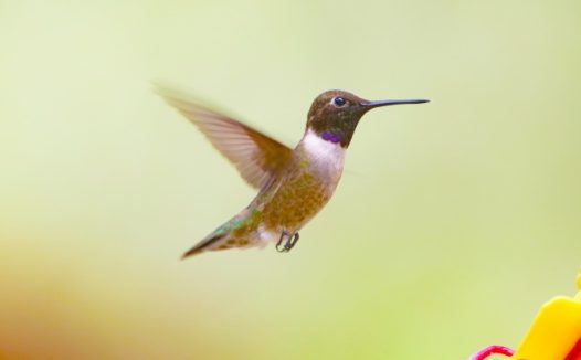 最小的鸟类红喉蜂鸟图片