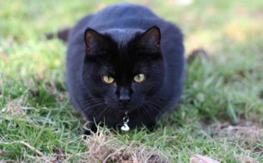 纯黑色猫咪图片