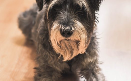 迷你雪纳瑞趴在地上图片