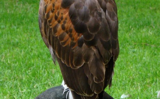 绿色草地野生秃鹰图片