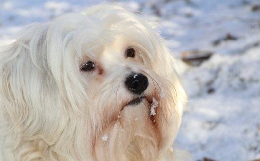 长毛狗肖像图片