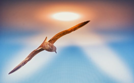 高空展翅翱翔海鸥图片