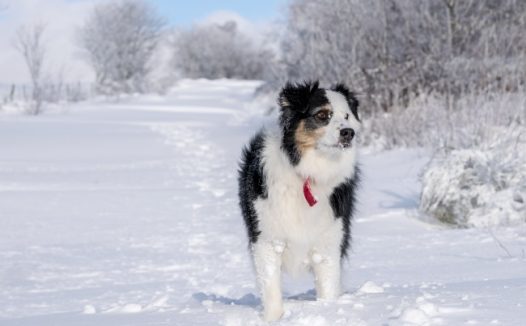 雪地里行走的雪橇犬图片