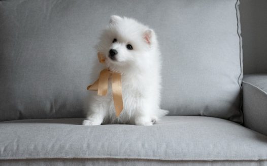 可爱白色萨摩耶幼犬图片