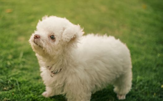 绿色草地可爱萌狗狗图片