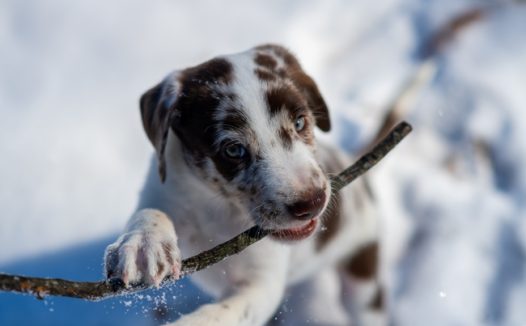 冬季雪地咬枯枝的小狗图片