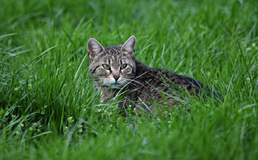 绿草地小猫图片