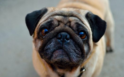 八哥犬图片脸部特写图片