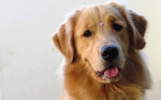 可爱宠物狗金毛犬图片