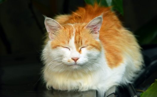 睡觉可爱波斯猫图片