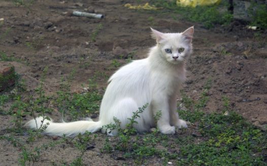 一只白色野猫图片